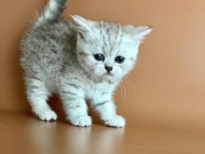 Moonlight - British Shorthair - Gallery Photo #1