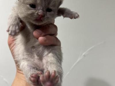 Mella - British Shorthair - Gallery Photo #1