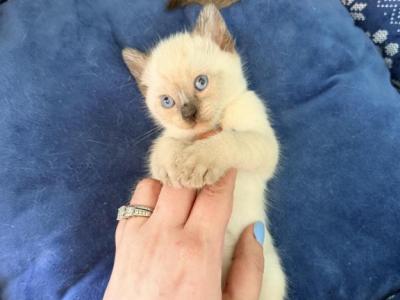 The Cuddle Cloud Litter - Siamese - Gallery Photo #1