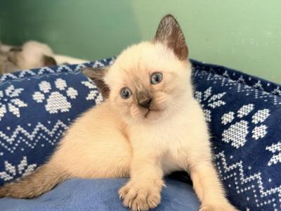 The Cuddle Cloud Litter - Siamese - Gallery Photo #1