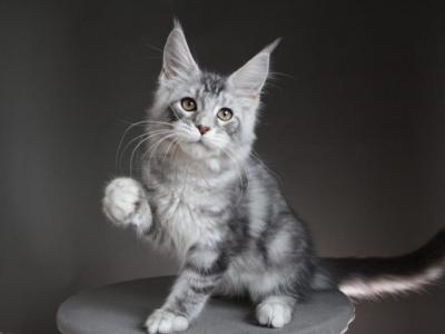 Ragnar - Maine Coon - Gallery Photo #1