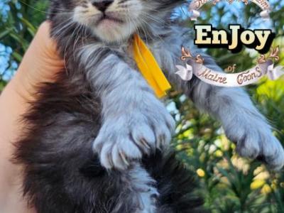 EnJoy - Maine Coon - Gallery Photo #1
