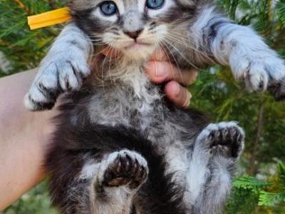 EnJoy - Maine Coon - Gallery Photo #1