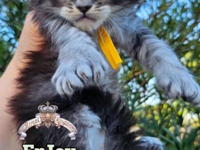 EnJoy - Maine Coon - Gallery Photo #1