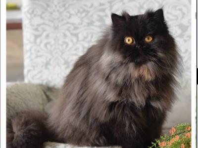 Duke - Persian - Gallery Photo #1