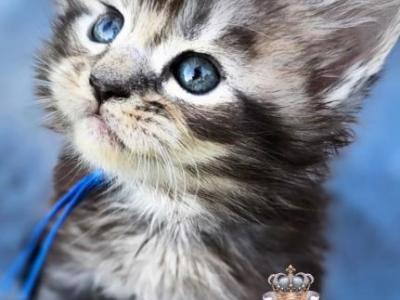 Erica - Maine Coon - Gallery Photo #1