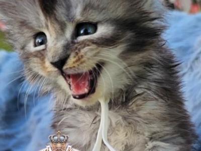 Eudora - Maine Coon - Gallery Photo #1