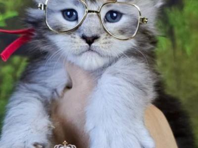 Eclaire - Maine Coon - Gallery Photo #1