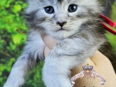 Eclaire - Maine Coon - Gallery Photo #1