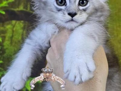 Erebus - Maine Coon - Gallery Photo #1