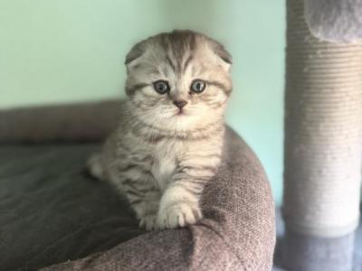 Grayson - Scottish Fold - Gallery Photo #1