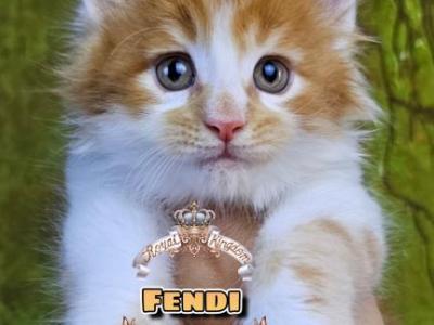 Fendi - Maine Coon - Gallery Photo #1