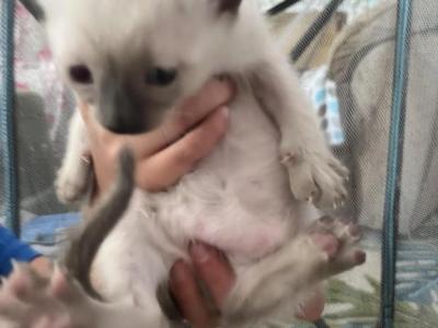 Yoshi - Siamese - Gallery Photo #1