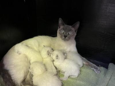 Siamese  Litter - Siamese - Gallery Photo #1