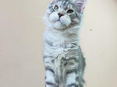 SILVER TABBY MAINE COON MALE - Maine Coon - Gallery Photo #1