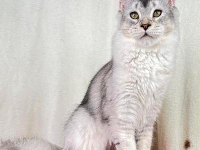 Silver Maine Coon Female - Maine Coon - Gallery Photo #1