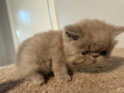 Exotic Lilac Boy - Exotic - Gallery Photo #1