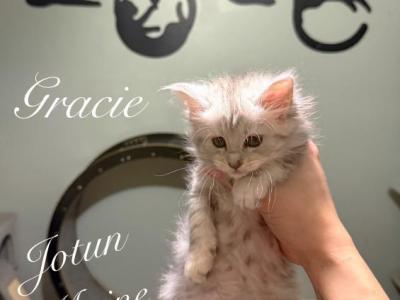 Gracie - Maine Coon - Gallery Photo #1