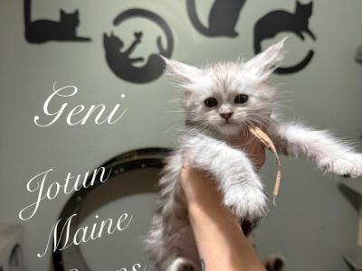 Geni - Maine Coon - Gallery Photo #1