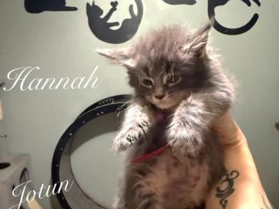 Hannah - Maine Coon - Gallery Photo #1