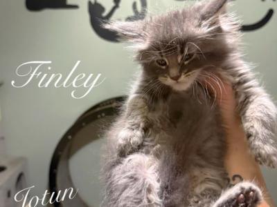 Finley - Maine Coon - Gallery Photo #1