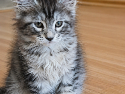 Silver Maine Coon Male - Maine Coon - Gallery Photo #1