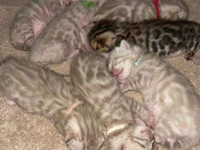 Beautiful Snow Mink Litter - Bengal - Gallery Photo #1