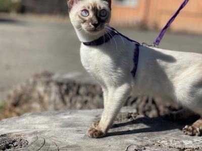 Pink - Bengal - Gallery Photo #1