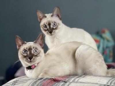 Pink And Yellow Girl - Bengal - Gallery Photo #1