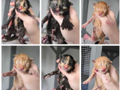 New Mainecoon Liter - Maine Coon - Gallery Photo #1
