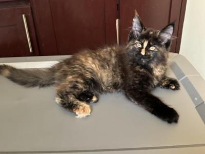 Black Beauty - Maine Coon - Gallery Photo #1