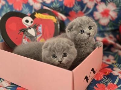 Lilac And Blue - Scottish Fold - Gallery Photo #1