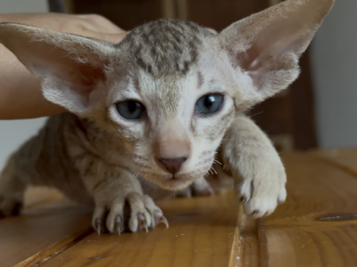 Choco Spotted Female From Marbleficent - Peterbald - Gallery Photo #1