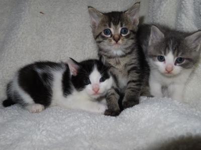 Colorful Kittens - Domestic - Gallery Photo #1