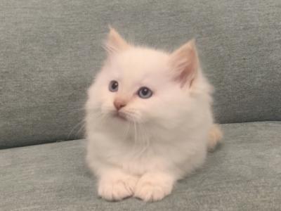 Tater Tot - Ragdoll - Gallery Photo #1
