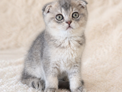 Mia - Scottish Fold - Gallery Photo #1