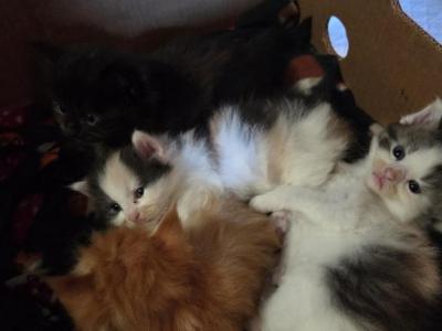 Four Beautiful Maine Coon Kittens Farmington MN - Maine Coon - Gallery Photo #1