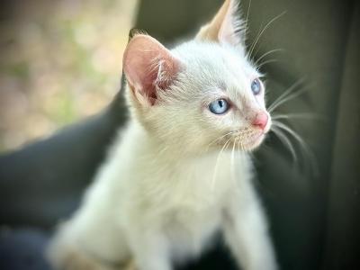 March Babies 2 - Siamese - Gallery Photo #1