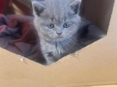 The Fantastic Four - Scottish Fold - Gallery Photo #1