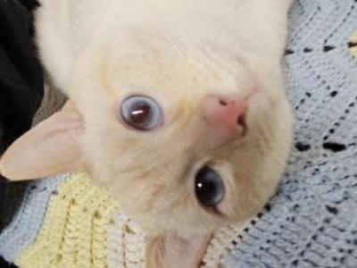 Dodger - Siamese - Gallery Photo #1