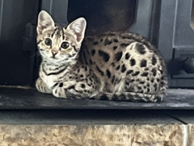 F2 Savannah Girls - Savannah - Gallery Photo #1