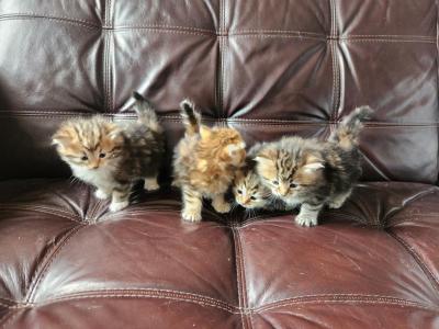 2 Boys 2 Girls Siberian Kittens - Siberian - Gallery Photo #1