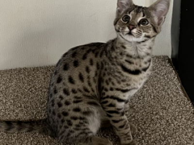 F2 Savannah Girl - Savannah - Gallery Photo #1