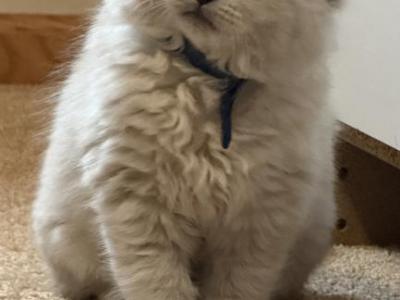 Ragdoll Kittens - Ragdoll - Gallery Photo #1