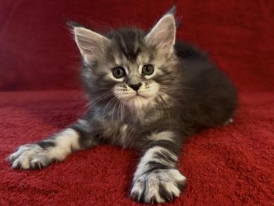 Boy Dino - Maine Coon - Gallery Photo #1
