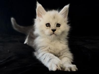 Boy Dobrynya - Maine Coon - Gallery Photo #1