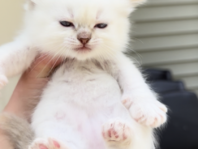 Strawberry - Ragdoll - Gallery Photo #1