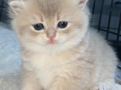 Kittens - British Shorthair - Gallery Photo #1