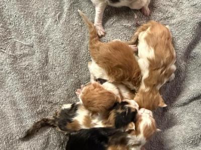 Kate - Maine Coon - Gallery Photo #1