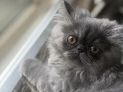 Berry - Persian - Gallery Photo #1